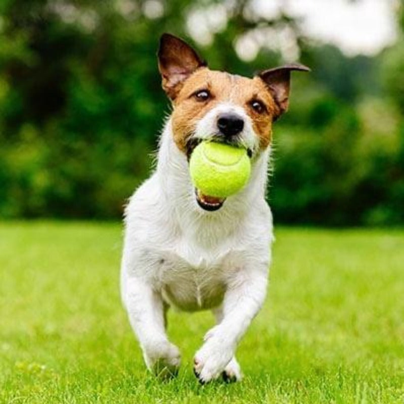 Furrlay Tennispallonheittäjä – Automaattinen lelu aktiivisille koirille
