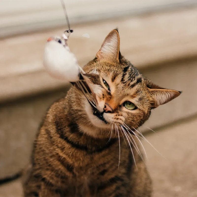 PurrChase Bird Toy – Interaktiivinen metsästyssimulaatio kissoille