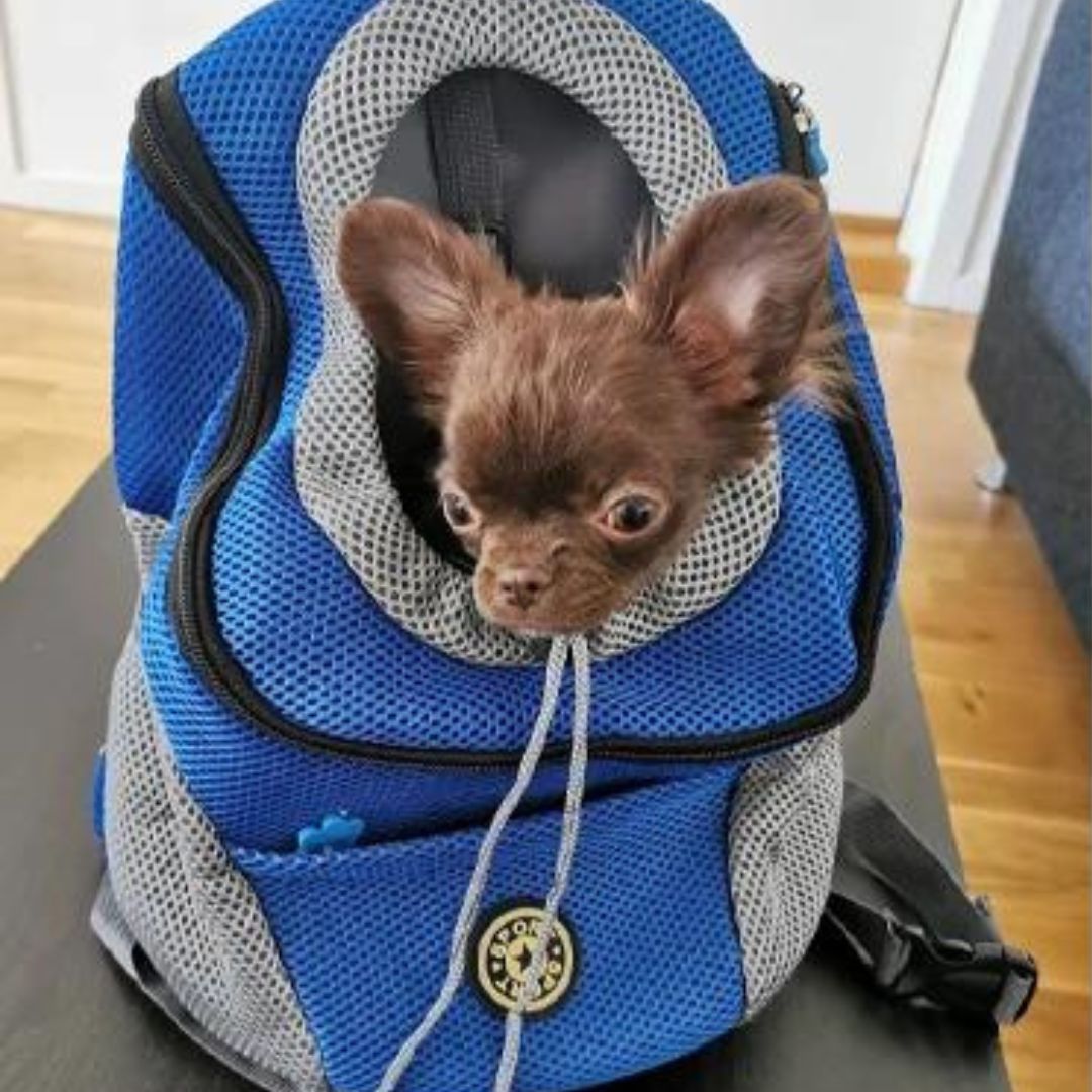 Travelpet™ lemmikin kantoreppu